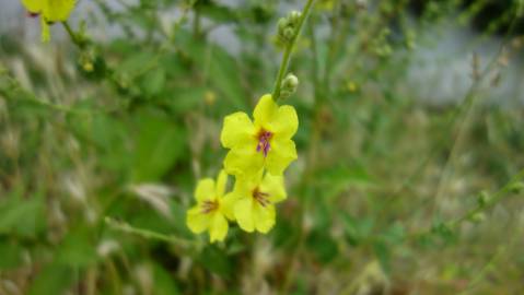 Fotografia da espécie Verbascum sinuatum var. sinuatum