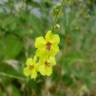 Fotografia 12 da espécie Verbascum sinuatum var. sinuatum do Jardim Botânico UTAD