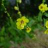 Fotografia 13 da espécie Verbascum sinuatum var. sinuatum do Jardim Botânico UTAD