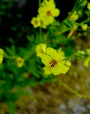 Fotografia 14 da espécie Verbascum sinuatum var. sinuatum no Jardim Botânico UTAD