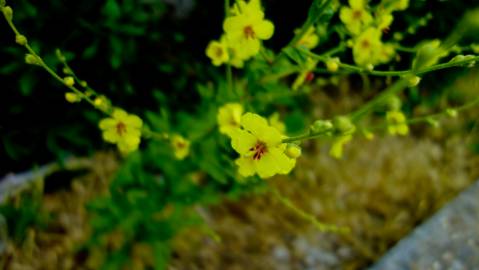 Fotografia da espécie Verbascum sinuatum var. sinuatum