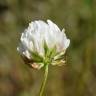 Fotografia 5 da espécie Trifolium michelianum do Jardim Botânico UTAD