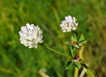 Fotografia da espécie Trifolium michelianum