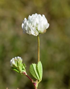 Fotografia 7 da espécie Trifolium michelianum no Jardim Botânico UTAD