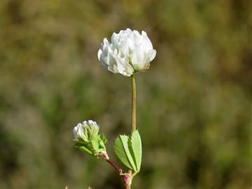 Fotografia da espécie Trifolium michelianum