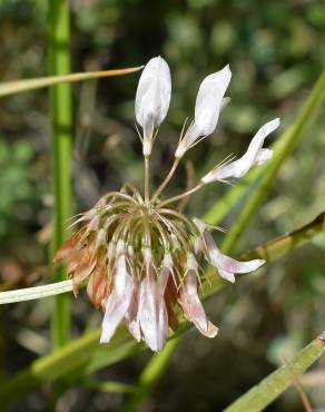 Fotografia 8 da espécie Trifolium michelianum no Jardim Botânico UTAD