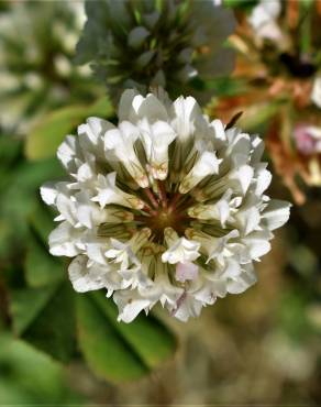 Fotografia 9 da espécie Trifolium michelianum no Jardim Botânico UTAD