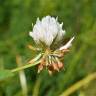 Fotografia 10 da espécie Trifolium michelianum do Jardim Botânico UTAD