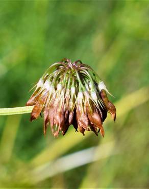 Fotografia 11 da espécie Trifolium michelianum no Jardim Botânico UTAD