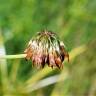 Fotografia 11 da espécie Trifolium michelianum do Jardim Botânico UTAD