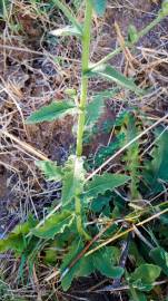 Fotografia da espécie Verbascum sinuatum var. sinuatum