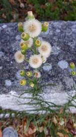 Fotografia da espécie Erigeron bonariensis