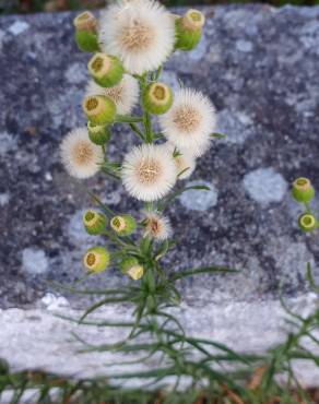 Fotografia 12 da espécie Erigeron bonariensis no Jardim Botânico UTAD