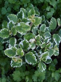 Fotografia da espécie Plectranthus forsteri