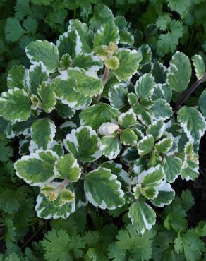 Fotografia 7 da espécie Plectranthus forsteri no Jardim Botânico UTAD