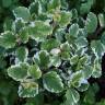 Fotografia 7 da espécie Plectranthus forsteri do Jardim Botânico UTAD