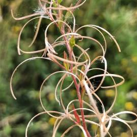 Fotografia da espécie Epilobium hirsutum