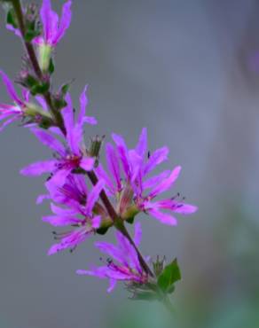 Fotografia 11 da espécie Lythrum salicaria no Jardim Botânico UTAD