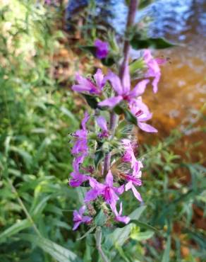 Fotografia 12 da espécie Lythrum salicaria no Jardim Botânico UTAD