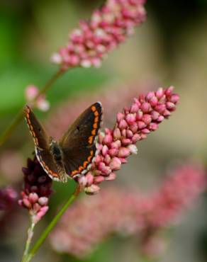 Fotografia 34 da espécie Persicaria maculosa no Jardim Botânico UTAD