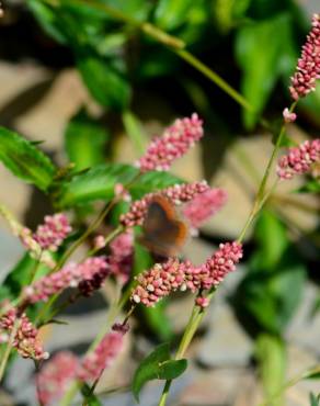 Fotografia 35 da espécie Persicaria maculosa no Jardim Botânico UTAD