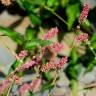 Fotografia 35 da espécie Persicaria maculosa do Jardim Botânico UTAD