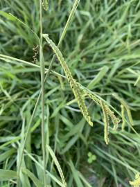 Fotografia da espécie Paspalum dilatatum