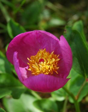 Fotografia 8 da espécie Paeonia broteri no Jardim Botânico UTAD