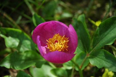 Fotografia da espécie Paeonia broteri