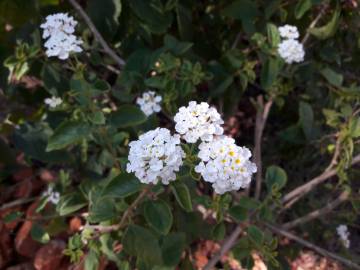 Fotografia da espécie Lantana camara