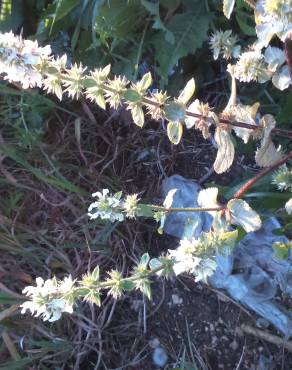 Fotografia 5 da espécie Stachys ocymastrum no Jardim Botânico UTAD