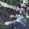 Fotografia 5 da espécie Stachys ocymastrum do Jardim Botânico UTAD