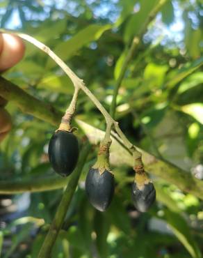 Fotografia 9 da espécie Persea indica no Jardim Botânico UTAD