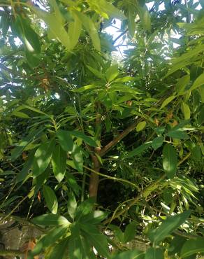 Fotografia 11 da espécie Persea indica no Jardim Botânico UTAD