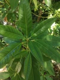 Fotografia da espécie Persea indica