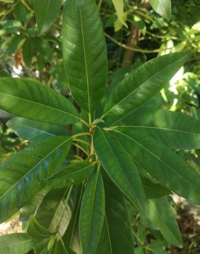 Fotografia 12 da espécie Persea indica no Jardim Botânico UTAD