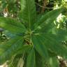 Fotografia 12 da espécie Persea indica do Jardim Botânico UTAD