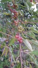 Fotografia da espécie Elaeagnus umbellata