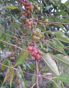 Fotografia 16 da espécie Elaeagnus umbellata no Jardim Botânico UTAD