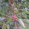 Fotografia 16 da espécie Elaeagnus umbellata do Jardim Botânico UTAD