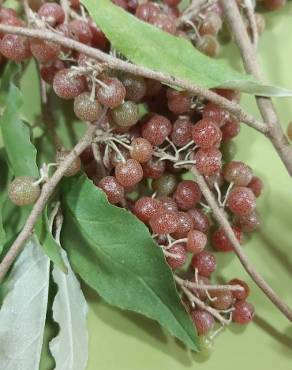 Fotografia 17 da espécie Elaeagnus umbellata no Jardim Botânico UTAD