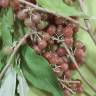 Fotografia 17 da espécie Elaeagnus umbellata do Jardim Botânico UTAD