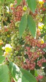 Fotografia da espécie Elaeagnus umbellata