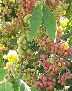 Fotografia 18 da espécie Elaeagnus umbellata no Jardim Botânico UTAD