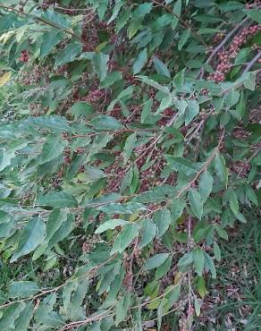 Fotografia 19 da espécie Elaeagnus umbellata no Jardim Botânico UTAD