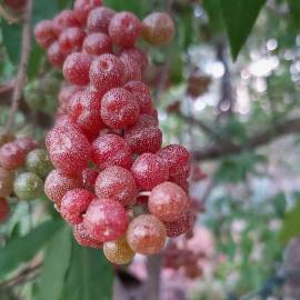 Fotografia da espécie Elaeagnus umbellata