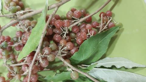 Fotografia da espécie Elaeagnus umbellata