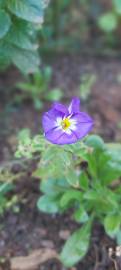 Fotografia da espécie Convolvulus tricolor subesp. tricolor