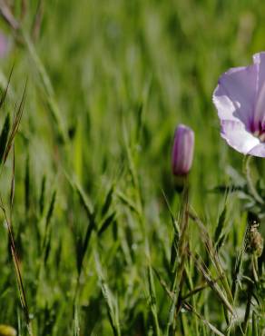 Fotografia 5 da espécie Convolvulus althaeoides no Jardim Botânico UTAD