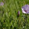 Fotografia 5 da espécie Convolvulus althaeoides do Jardim Botânico UTAD